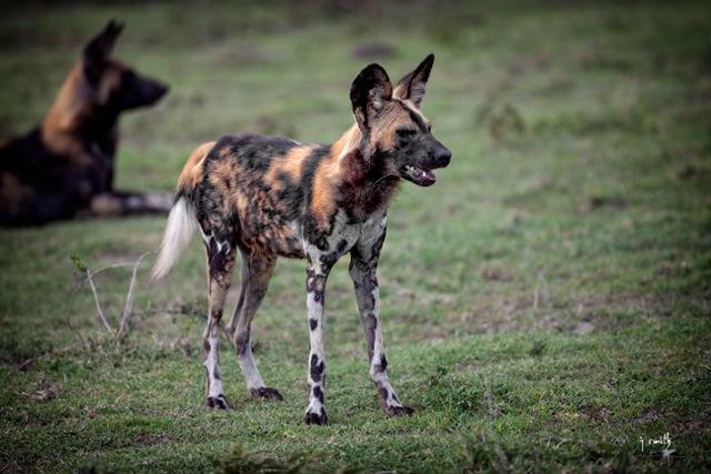 P AGE 6 AFRICAN WILD DOG Featured Animal The African wild dog s mottled coat makes the pack appear much larger than it really is; confusing the prey and helping the dogs hunt with more success than