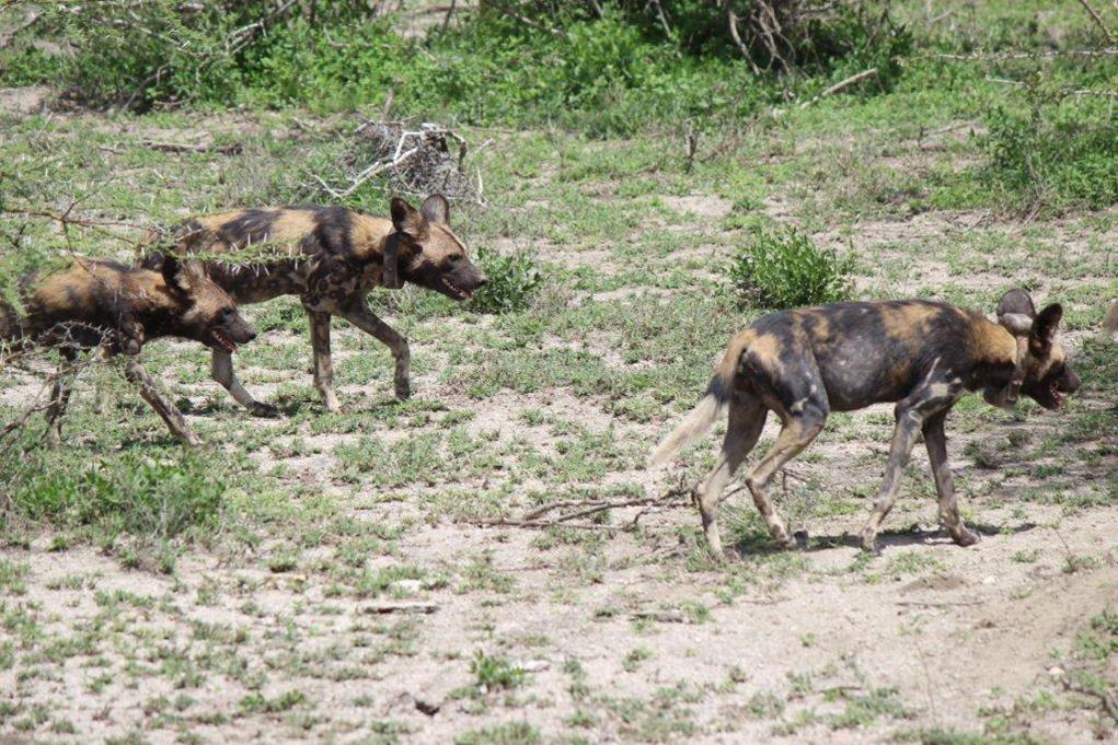 P AGE 8 Wild Dog Update Wild dogs remain an elusive and rare sighting in the Serengeti, and in fact in all of northern Tanzania.