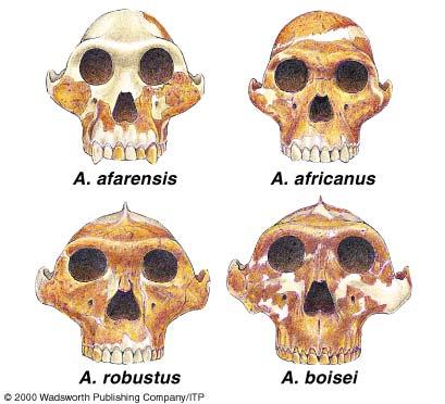 chimpanzees shared a common ancestor Misconception: Human