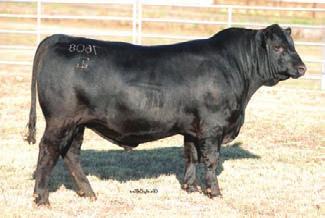 This bull will be very popular come sell day. These rito revenue cattle have outstanding carcass numbers while maintaining thickness and do ability. TDG 4.