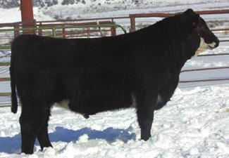 Angus Hereford Cross Bulls These true f1 cross bulls are outstanding in terms of calving ease, growth, docility and maternal heterosis.