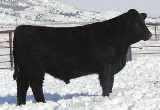 This bulls sire shear force is in the top 1% for calving ease and carcass traits, and is the number 1 purebreed simmental sire in the entire breed for all purpose index. 905 YW TDG 3.