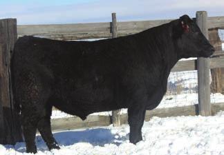 This calf is very similar in his makeup to his sire rugged, heavy muscled, and a super disposition. 955 YW TDG 3.