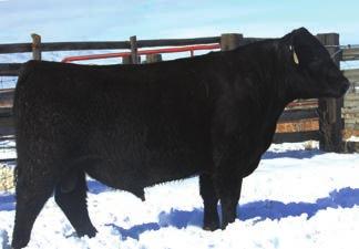 0 WW: 40 YW:72 MILK: 17 This moderate framed bull is very thick and attractive. This bull will really work on larger framed cows. You will want to keep the heifers out of this bull.