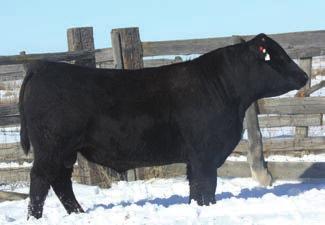 There are some exceptional two year olds in this years offering take advantage of this opportunity to buy bulls that can handle the roughest and largest ranges anywhere.