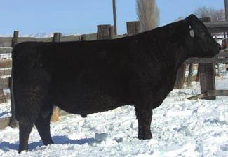 take advantage of buying these sought after genetics. This bull stayed in great shape for us breeding cows on the forest all summer.