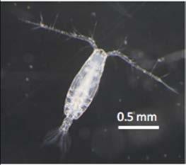 Read more about copepods here: https://www.underthescope.udel.