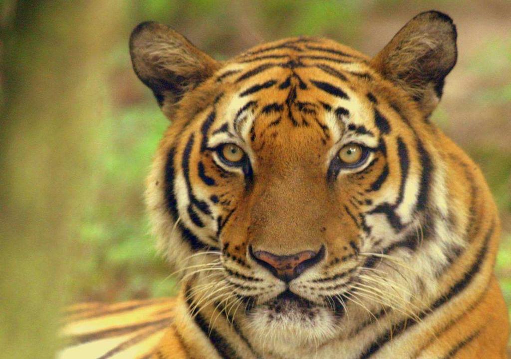Wildlife Zoom What s up up Issue No.15 Jul Jul Sept 2011 Indochinese Tiger (Panthera tigris corbetti) Also known as Corbett s Tiger named after the famous hunter turned conservationist Jim Corbett.