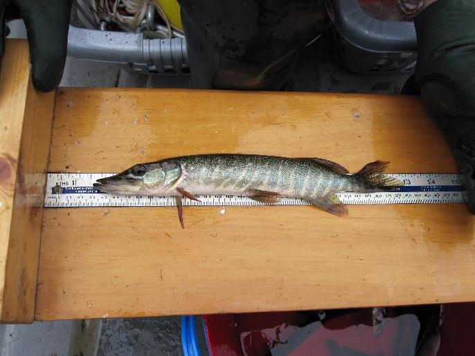 fish captured during the survey. A list of species captured by gear type is provided in Figure 6.