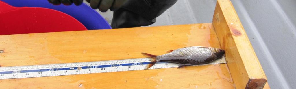 3.3 LENGTH FREQUENCY DISTRIBUTION 247 Roach were captured during the 2010 survey, lengths ranged from 5cm to 28.4cm (mean length = 13.4cm).