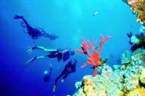 and instructors are strongly recommended to obtain this rating in order to offer the Adventures in Diving Enriched Air dive as well.