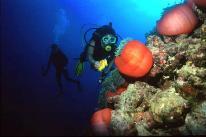 Advanced Strategies for Recruiting and Retaining Enthusiastic Divers Watch this video seminar