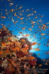 The diving in Sharm El Sheikh area runs from Ras Mohammed at the top of Sinai peninsula and runs north ups the east coast to Tiran Reefs in the Gulf of Aqaba.