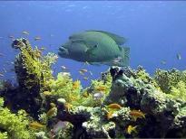 You can then take a supervised open water dive to rediscover the beauty of the Red Sea. 5.