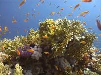 2 National Geographic Diver If you are diving in Hurghada, you can take the National Geographic Diver Course.
