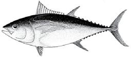 6 million in recent years (about 65 to 70% of the tuna catch in WCPO) 320,000 to 650,000 (about 18 to 25% of the tuna catch in the region) 80,000 to 180,000 (about 6% of the tuna catch in the region)