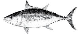 Most fish caught are between 1 and 3 years old. In WCPO, there are more skipjack (biomass) than the other three main tuna species combined.