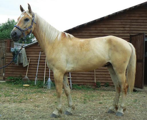 Expressed alleles: ee** C cr C Dn + * Breed: Trakehner-Byelorussian Harness Horse cross PHOTO 42 Color: Smoky grullo with a star and