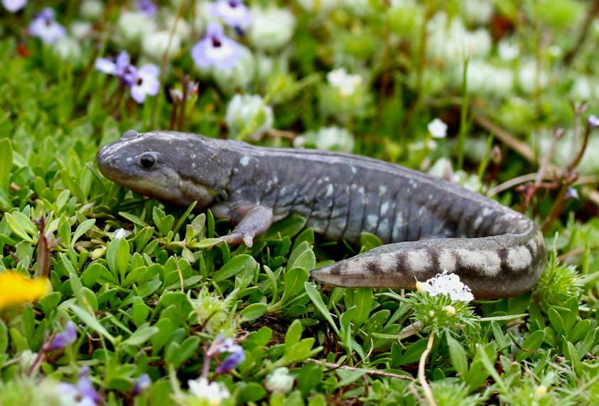 U.S. Fish & Wildlife Service Recovery Plan for the Central California Distinct Population Segment of the California Tiger Salamander