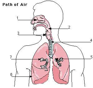 Biology 12 Respiration Divisions of Respiration Breathing: entrance and exit of air into and out of the lungs External Respiration: exchange of gases(o2 and CO2) between air (in alveoli) and blood