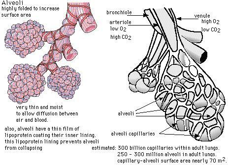 Alveoli: sack-like structures at the end of each branch of the bronchioles. Supplied with a net-work of capillaries which pick up oxygen which we breathe in.