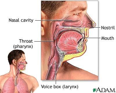 3. Pharynx Tube common to both respiratory and digestive systems