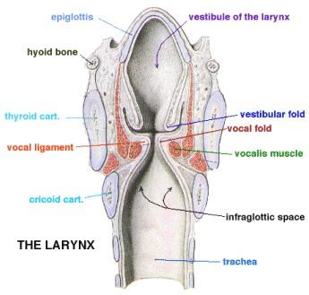 Larynx Box