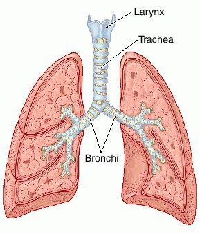 Trachea Wind Pipe Tube that extends from the larynx into the throat Divides into two smaller tubes: Right bronchi Left bronchi Made