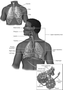 Introduction Respiratory System Chapter 28 Respiration: We inhale air, extract oxygen from it, exhale air Cardiovascular and respiratory systems work together Failure of either system: - Disruption