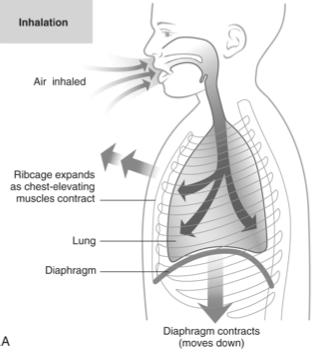 Diaphragm Control of Breathing Main muscle of respiration It and other muscles facilitate breathing - Medulla oblongata - Nerve impulses travel to phrenic nerve Changes the size of the thoracic