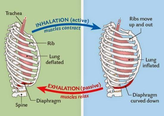 #84 Ventilation, role of intercostal muscles and diaphragm There are 2 sets of muscles which help you to
