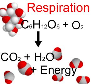 #85 Summary of Respiration Respiration is a series of metabolic reactions that takes place in every living cell.