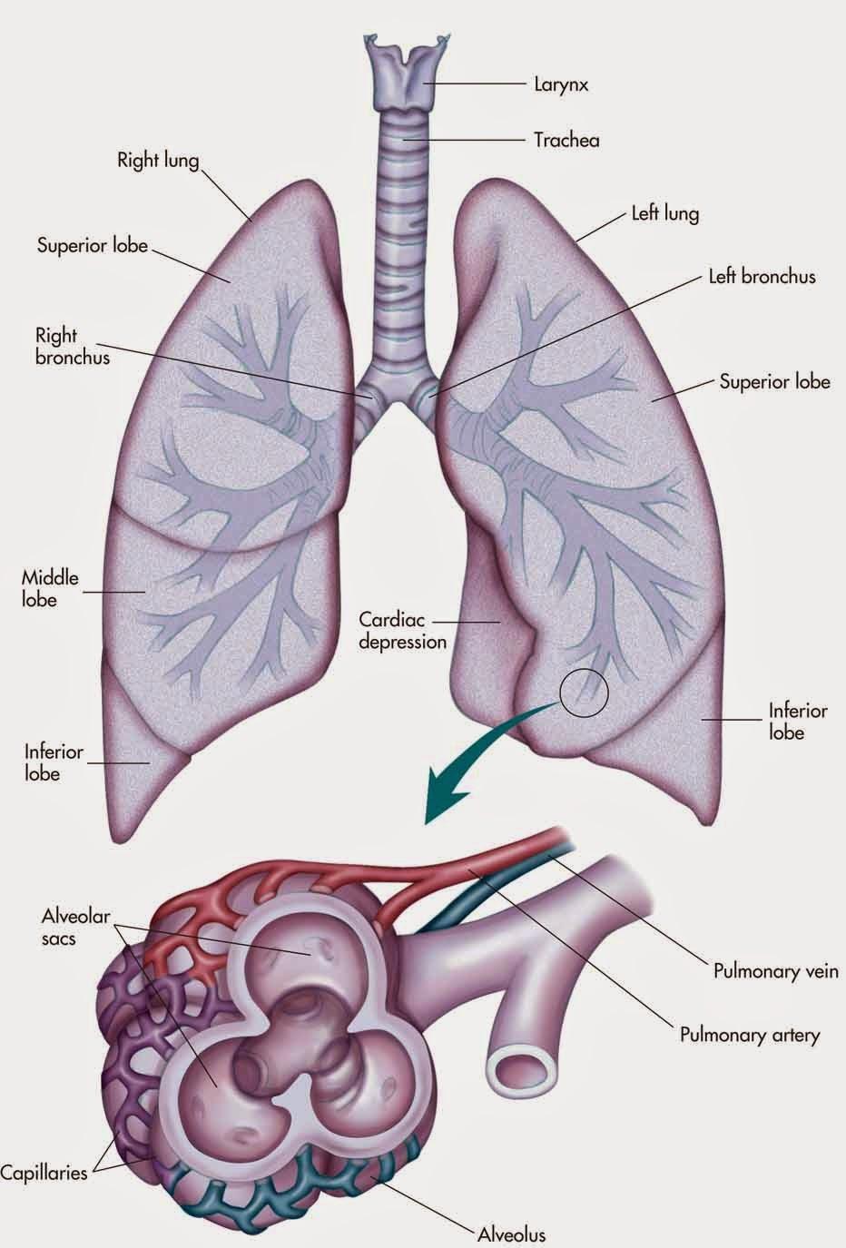 Structure of the breathing system: the larynx,