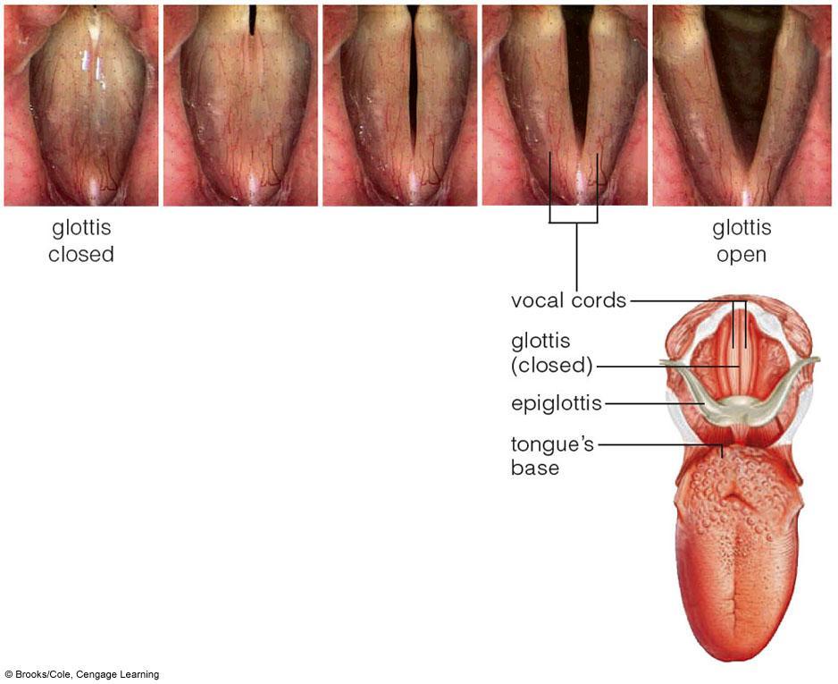 Larynx: Vocal