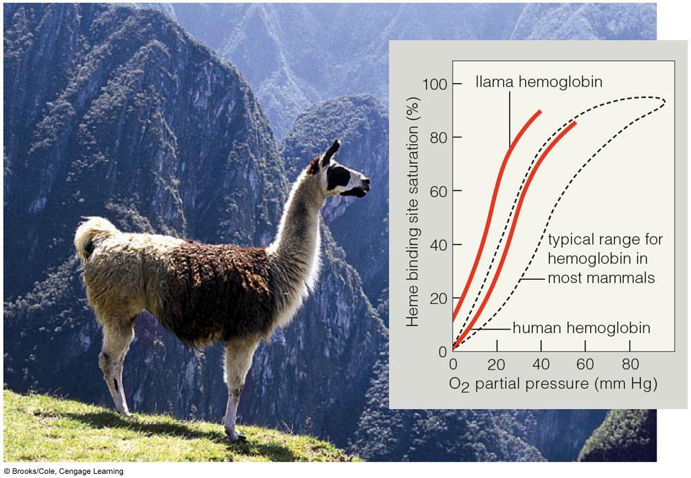Adaptation to High Altitude Llamas that live at high