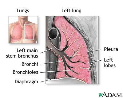 Diaphragm Dome-shaped muscle Separates thoracic cavity and abdominal cavity When it contracts: Muscles
