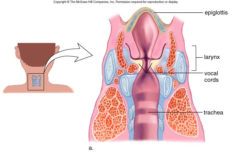 Larynx Aka. Voice Box Contains vocal cords Located below the epiglottis Acts as a passageway for air b/w pharynx and trachea Trachea Aka.