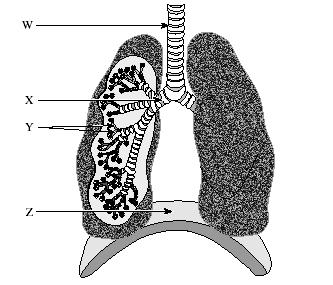 Bronchi 2 tubes that branch from trachea INTO lungs Bronchioles Smaller passageways that