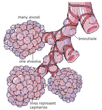 Alveoli 8
