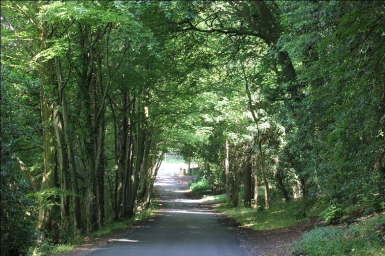 1. The long access road to the Estate lies in a valley lined with spectacular beech and holly trees, which thrive on the nutrientpoor magnesian limestone of the Estate.