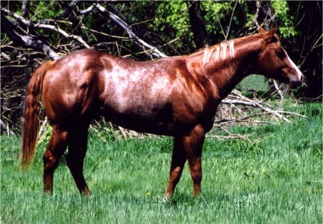 Pardon 2008 ApHC Bay w/blanket Sire: The Secret Dam: Pardon Me Poise Starting Fee: $ 500 Shipped Semen: $350; freight for equitainer mare owner responsibility Owned by: James &