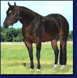 Belle Breeders Futurity Iowa Quarter Horse Breeders Futurity Michigan & Illinois Futurities Protect Your Assets 1995 AQHA Bay Sire: Good Asset Dam: Scars Social Kitty Advertised Fee: $700 Starting