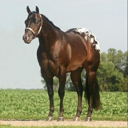 North Dakota includes Superhorse Division Sire of Reserve World Champion Non Pro Weanling colt & 2 Year Old Non Pro Gelding Advertised Fee: $750 Starting Fee: $375 Shipped