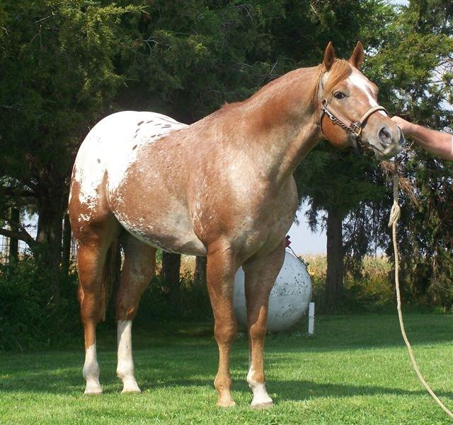 1 An Obvious Choice 2002 ApHC Chestnut/blanket 2 Blazing Hot Nights 2004 ApHC Bay Sire: Obvious Contender Dam: Color By Kid Starting Fee: $275 Sold on 2011 Auction: $275 Owned By: