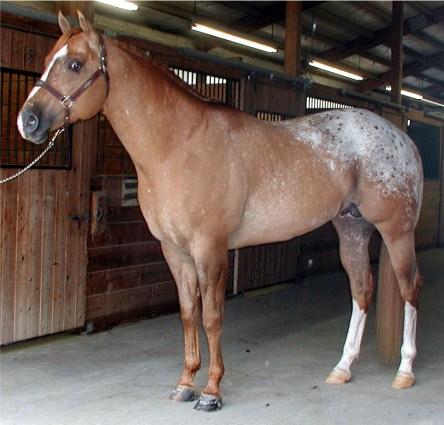 00 Owned By: Kristin Sadler Standing At: Linn Grove, IA 6 Clumarkable 2003 ApHC Chestnut with blanket Sire: Clurific Dam: Remarkable Lady Advertised Fee: $300 Starting Fee: $300 Owned