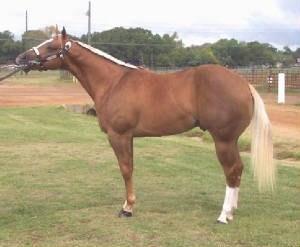 N/H Sire: Coolest (AQHA) Dam: Q Eighty Lady Owned By: Paul Filzen Standing At: Kimball, MN 3rd Place 2009 Nationals -ROM in Halter & Most Colorful at Halter 2008