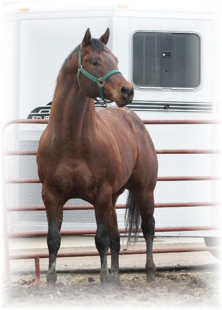 American Futurity Champion Late Division Stallions & 6th place Select Stallion 14 Impetuous Moon 2005 ApHC Bay with lace over hips Sire: Moon Me Dam: Impetuous Affair Advertised Fee: $650