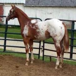 19 Just Shockin Obvious 2008 ApHC Chestnut with blanket Sire: An Obvious Choice Dam: Skippa Myla West Starting Fee: $300 Owned By: Eric Wuchter Standing At: Delhi, IA