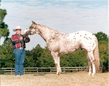 Nation Sire of Top Ten at National Show 23 Maid Prety Impresive 1998 ApHC Chestnut with white 24 Mighty Shockin 2008 ApHC Bay Roan Leopard Sire: Maid s Dream Dam: Mia