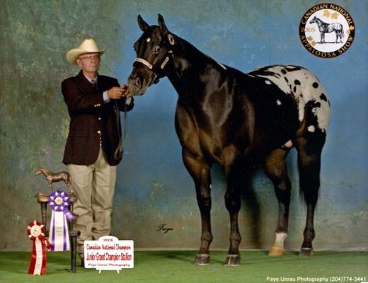 25 Mr All Inclusive 2004 ApHC Chestnut w/blanket & spots Sire: All Inclusive Dam: Find A Lady Starting Fee: $ 500 Shipped Semen: $ 250 collection fee plus FedEx charges Owned